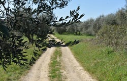 San Casciano in Val di Pesa, Tuscany 50026