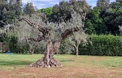 Castagneto Carducci, Tuscany 57022