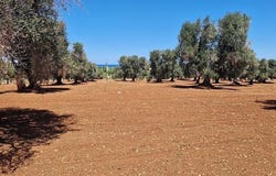 Carovigno, Apulia 72012
