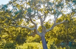 San Pantaleo, Sardinia 07026