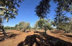 Carovigno, Apulia 72012