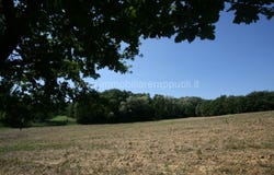 Lucignano, Tuscany 52046