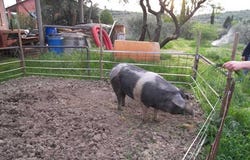 Sinalunga, Tuscany 53048