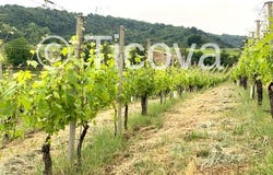 Alfiano Natta, Piedmont 15021