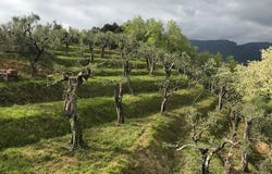 Corsanico, Massarosa, Tuscany 55054
