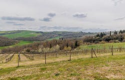 Asciano, Tuscany 53041