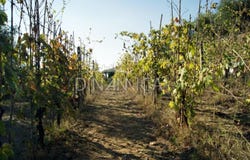 Montopoli, Tuscany 56020