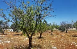 Carovigno, Apulia 72012