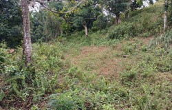 GREEN HILL, ALEXANDRIA, S, Alexandria, St. Ann
