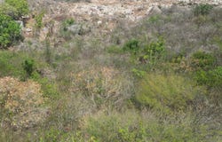 CREIGHTON HALL ESTATE, WHITE HORSES, St. Thomas