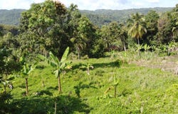 LAMBKIN HILL/ MARLIE, Lambkin Hill, St. Mary