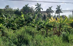 231 CORAL GARDENS AVENUE, Montego Bay, St. James