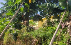 ROSEMOUNT AVENUE St. Catherine Linstead, Linstead, Saint Catherine, Linstead, Saint Catherine