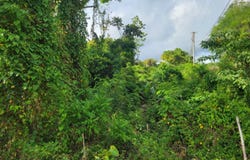364 CULLODEN, Culloden, Westmoreland