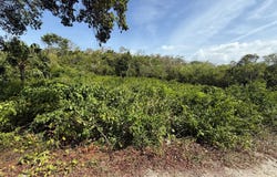 DAIRY RD, DISCOVERY BAY, Discovery Bay, St. Ann