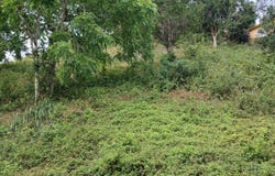 GREEN HILL, ALEXANDRIA, S, Alexandria, St. Ann