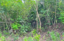 LOT 8 WOODSIDE, Woodside, Clarendon