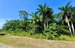 DRAX HALL ESTATE unit: 316, Drax Hall Estate, St. Ann