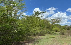 TREADLIGHT, May Pen, Clarendon