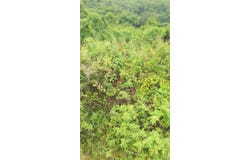 Lot 9 WINEFIELD ACRES, CLAREMOU, Claremont, St. Ann
