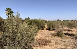 Marrakech, Marrakesh-Safi 40000