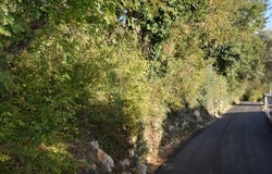 Kotor, Kotor Municipality 85339
