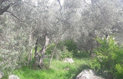 Budva, Budva Municipality 86000