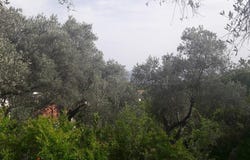 Budva, Budva Municipality 86000