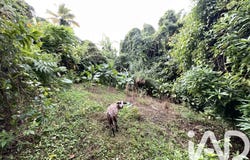 Le Morne-Vert, Saint-Pierre 97226