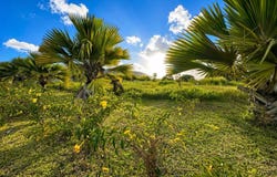 Mon Gout, Pamplemousses District