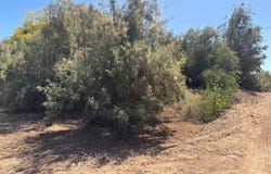 Buehurocahui Sindicatura Central de Mochicahui, Mochicahui, El Fuerte, Sinaloa, Sinaloa 81890