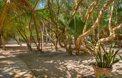 Neek Kaan, Progreso, Yucatan 97320