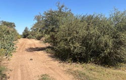 Buehurocahui Sindicatura Central de Mochicahui, Mochicahui, El Fuerte, Sinaloa, Sinaloa 81890