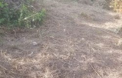 Nayarit, Nayarit