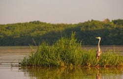 Nayarit, Nayarit