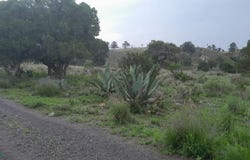 C. S/N Fracción de terreno, Agricola Bella Vista. S/N (TERRENO A), Guadalupe Libertad (Río Valiente), Tlachichuca, Puebla, Puebla 75052