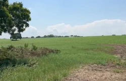 Terreno en venta 68.5 hectáreas en zona Veracruz, Santa Elena, Ver. ., Santa Rita, Veracruz, Veracruz de Ignacio de la Llave, Veracruz, Veracruz 91696
