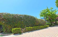 Ocampo, Ajijic, Jalisco 45920
