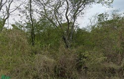 tablaje 15106 , Hunucma, Hunucmá, Yucatán, Hunucma, Yucatan 97350