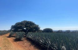 Carrizo de Fuentes 0, Jesús Maria, Jesús María, Jalisco, Jesus Maria, Jalisco 47950