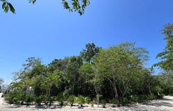 Playa del Carmen, Quintana Roo 77710