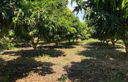 Nayarit, Nayarit