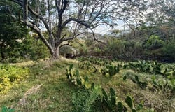Privada Benito Juárez 0, San Esteban, Zapopan, Jalisco, Zapopan, Jalisco 45205