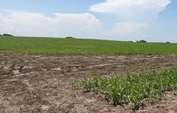 Terreno en venta 68.5 hectáreas en zona Veracruz, Santa Elena, Ver. ., Santa Rita, Veracruz, Veracruz de Ignacio de la Llave, Veracruz, Veracruz 91696