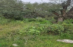 Lote. 17 Mz, 25 Loma del Tesoro S/N, Presa Escondida, Tepeji del Río de Ocampo, Hidalgo, Tepeji del Rio de Ocampo, Hidalgo 42851