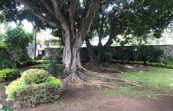 Calle Jacarandas 294, Fracc Jardines de Delicias, Cuernavaca, Morelos, Cuernavaca, Morelos 62343