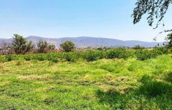 Carretera federal Jojutla Emiliano Zapata S/N, San Pedro de los Pinos, Xochitepec, Morelos, Xochitepec, Morelos 62793
