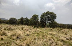 Camino sin nombre, Ayapango, State of Mexico 56760