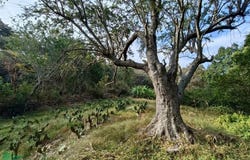 Privada Benito Juárez 0, San Esteban, Zapopan, Jalisco, Zapopan, Jalisco 45205
