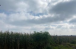 Barranca de Arriba, Tangamandapio, Michoacán 52220